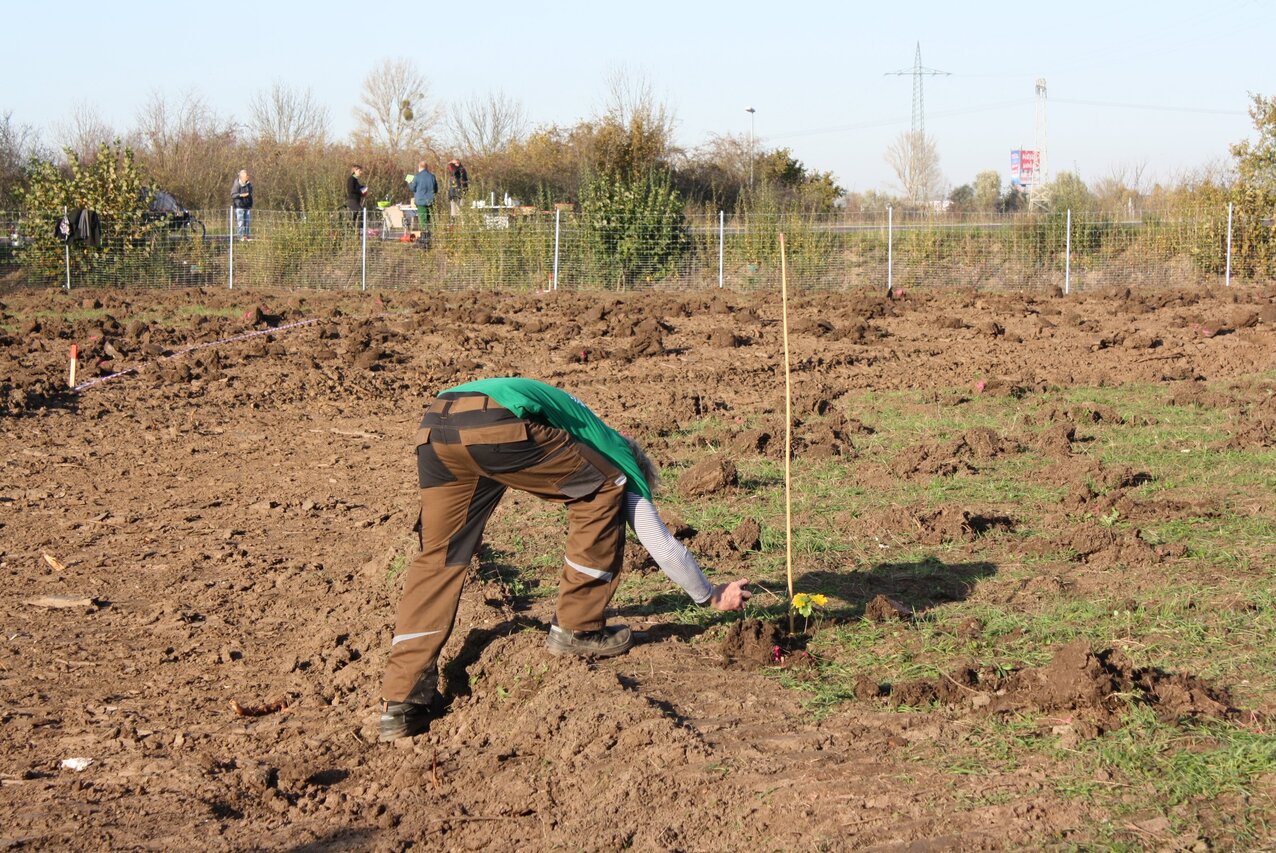 1800 Pflanzlöcher sind vorbereitet für die bevorstehende Pflanzung