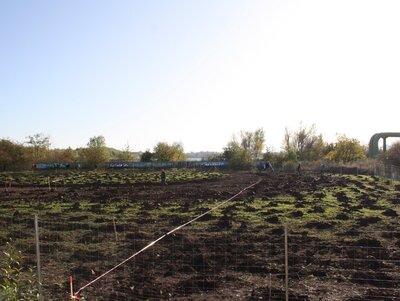 Ein Eichensetzling wird gepflanzt