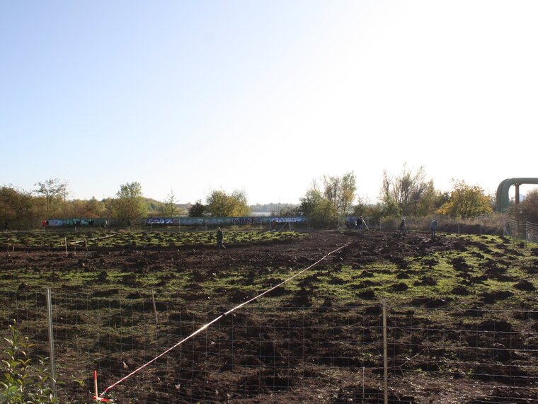 Ein Eichensetzling wird gepflanzt